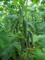 Огурец «GHS 14» GYBRID