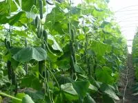 Огурец «GHS 11»