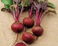 Свекла КАМАРО F1 (50 000 семян) Vilmorin