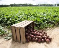 Свекла РЕД КЛАУД F1 (50 000 семян) Bejo