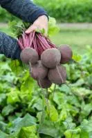 Свекла СУБЕТО F1 (50 000 семян) Bejo