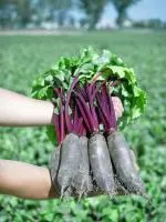 Свекла ТАУНУС F1 (50 000 семян) Bejo