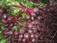 Свекла РОНДА F1 (50 000 семян) Bejo