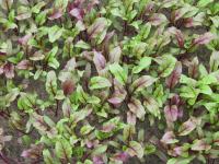 Свекла листовая СОЛДЖЕР (50 000 семян) Bejo