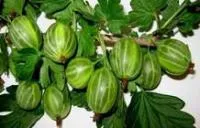 Саджанці агрусу Малахит